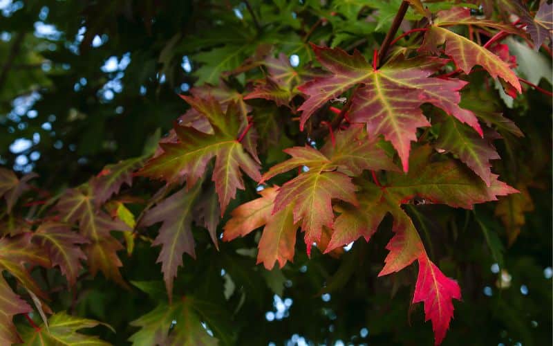 Growth and Care for Your Silver Maple in Ontario