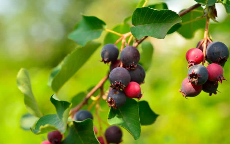 Serviceberry Pests and Diseases