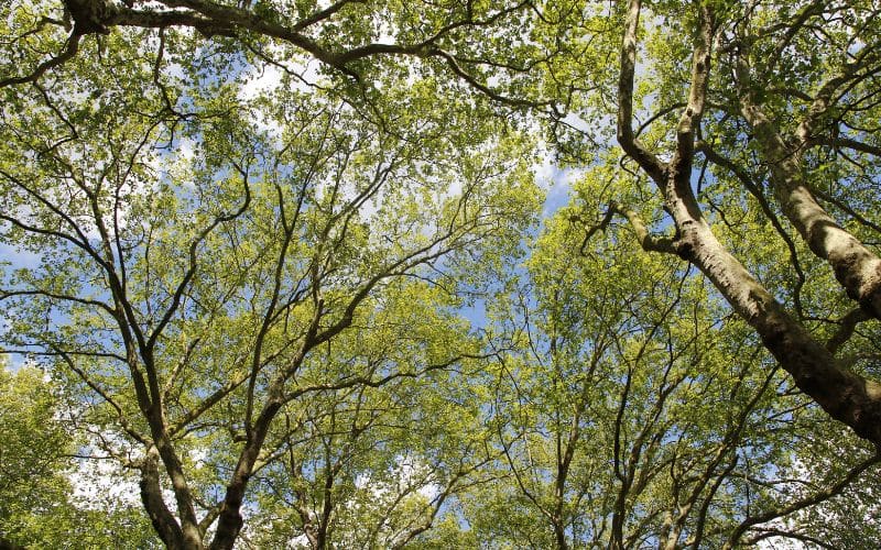 The Importance of the Silver Maple to Ontario