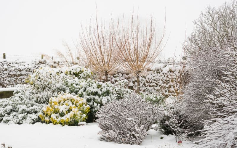 Crafting Your Own Enchanting Snow Garden