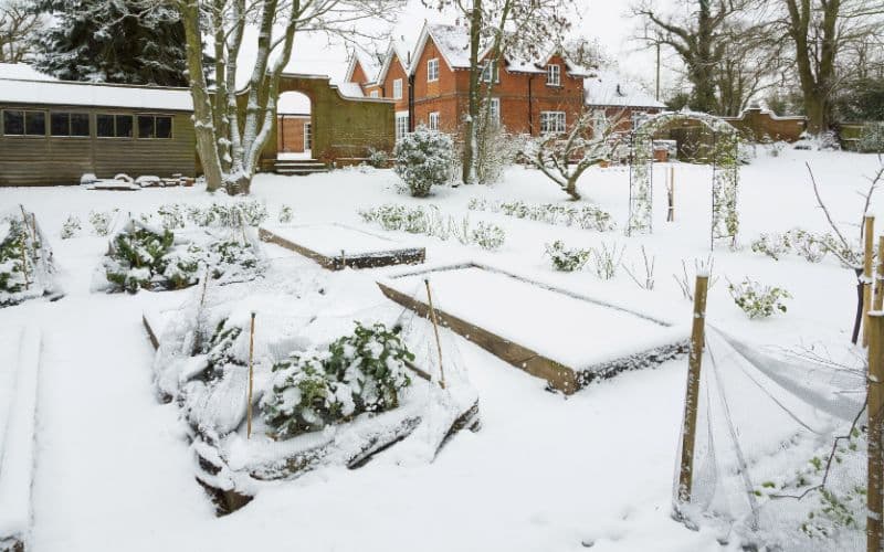 How to Safeguard Your Vegetable Garden during Winter