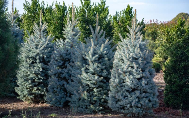 Essential Care and Maintenance Tips for Growing Healthy Christmas Trees