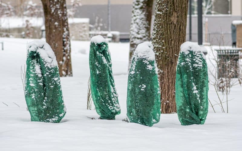 Methods of protecting plants from snow, including mulching and wrapping