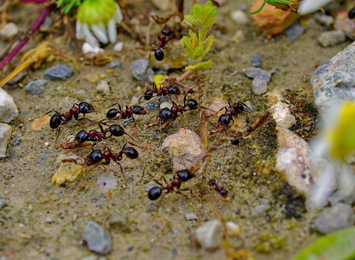 Organic methods for controlling ants in a garden setting