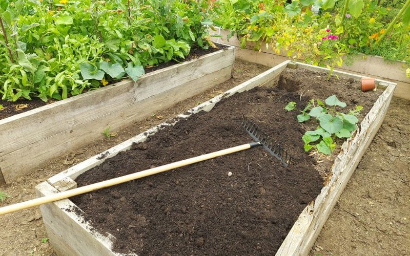 Gardener mulching and maintaining a raised garden bed for healthy plant growth