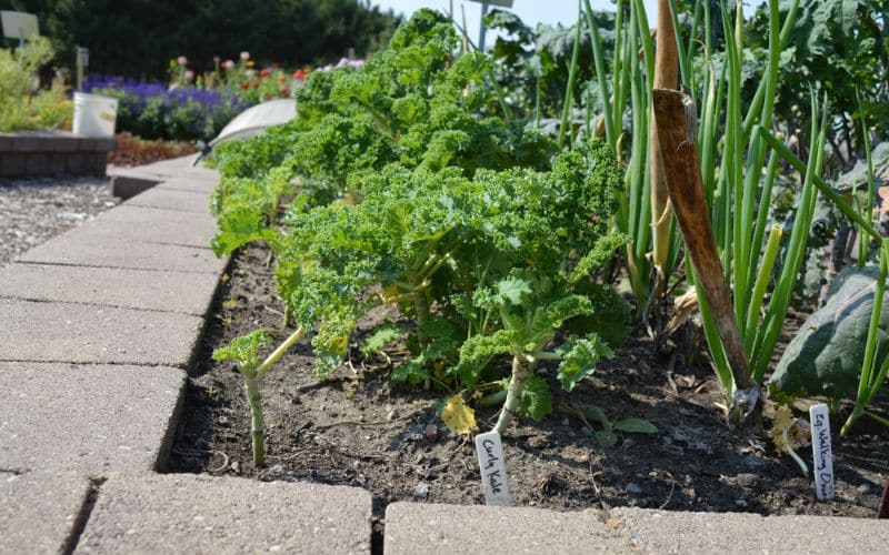Diverse vegetables growing in concrete raised garden beds