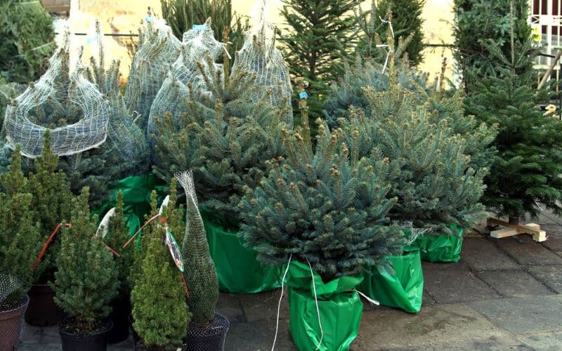 Comparison of Different Christmas Tree Species and Their Growth Rates