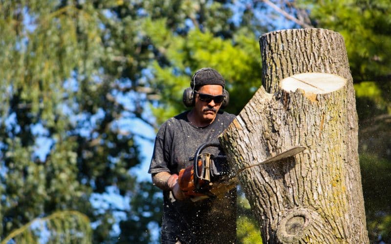 Cost range for tree removal services in 2024