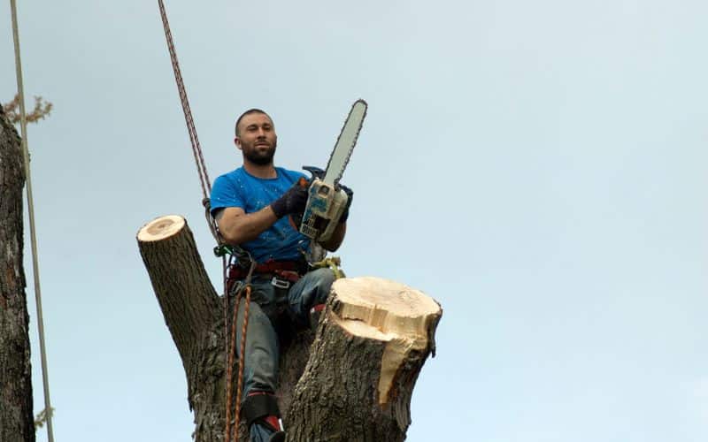 Various tree removal methods and their considerations in 2024