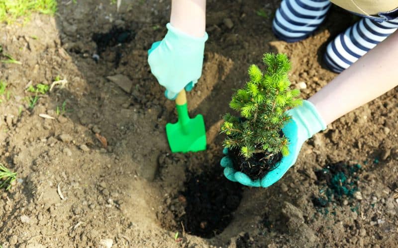 Step-by-step guide to planting tree seedlings in Canadian soil.