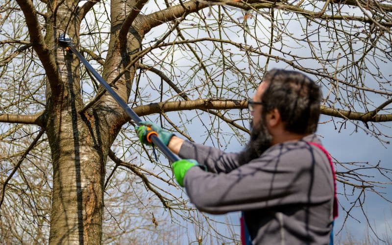 A professional tree trimming service in action, showcasing experts pruning a large tree.
