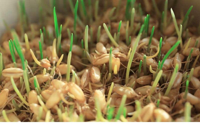 Step-by-step setup for grass seed germination test at home.