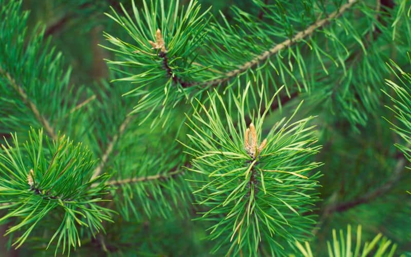 Tips for identifying pine trees by examining needle arrangements and characteristics.