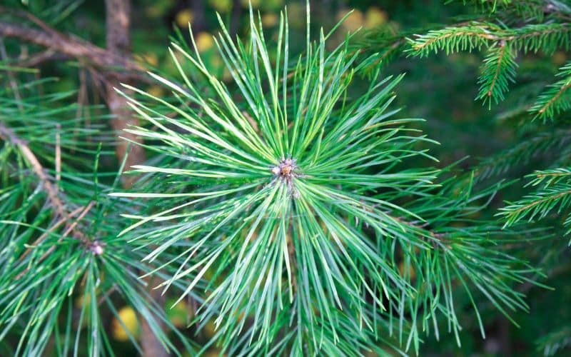 Different characteristics of pine tree needles including length, color, and texture