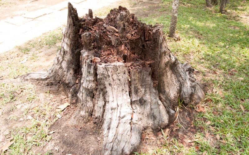Safety precautions for using bleach in tree root removal
