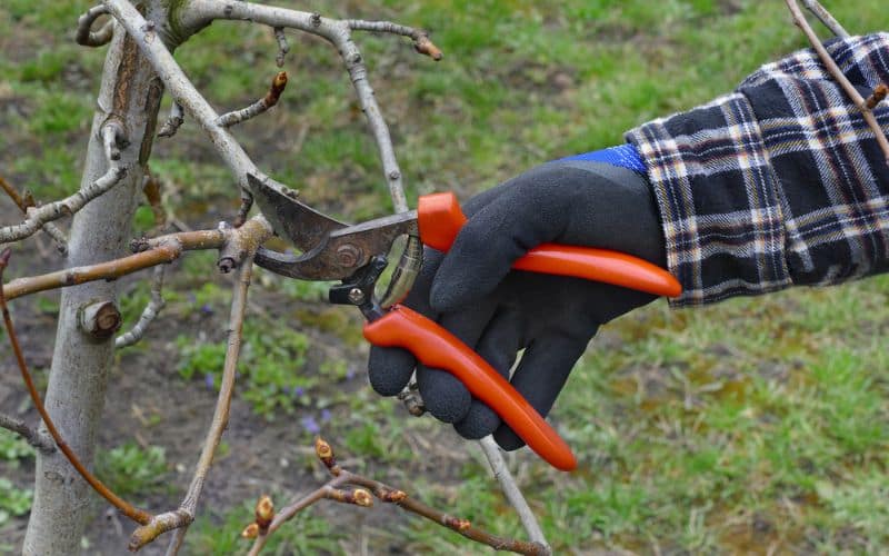 Person pruning apple tree in late winter or early spring to illustrate the best time for pruning