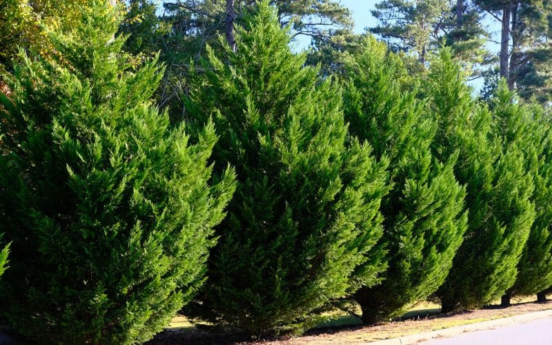 Leyland Cypress tree showcasing rapid growth in a lush garden setting