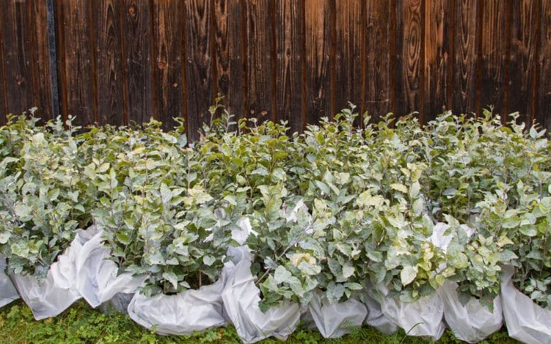 When seeking the best tree seedlings, you need to ensure you're dealing with reputable suppliers