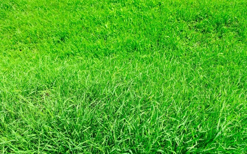 Lush green lawn illustrating the results of using high-quality grass seeds