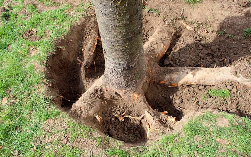  guide to pruning tree roots
